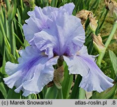 Iris hort. Kozak