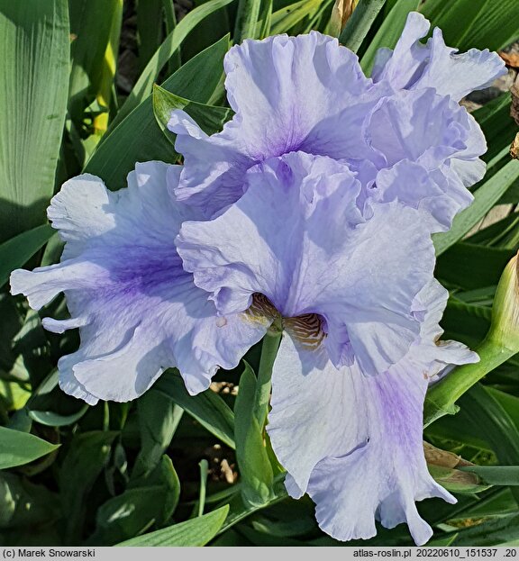 Iris hort. Kozak