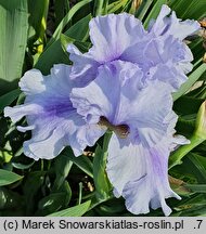 Iris hort. Kozak