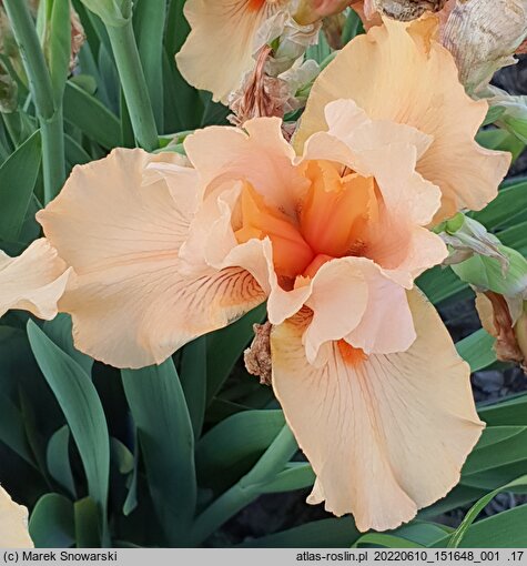 Iris hort. Rudowłosy