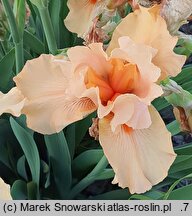 Iris hort. Rudowłosy