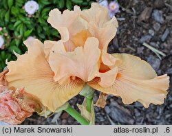 Iris hort. Rudowłosy