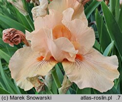 Iris hort. Rudowłosy