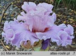 Iris hort. Natchnienie