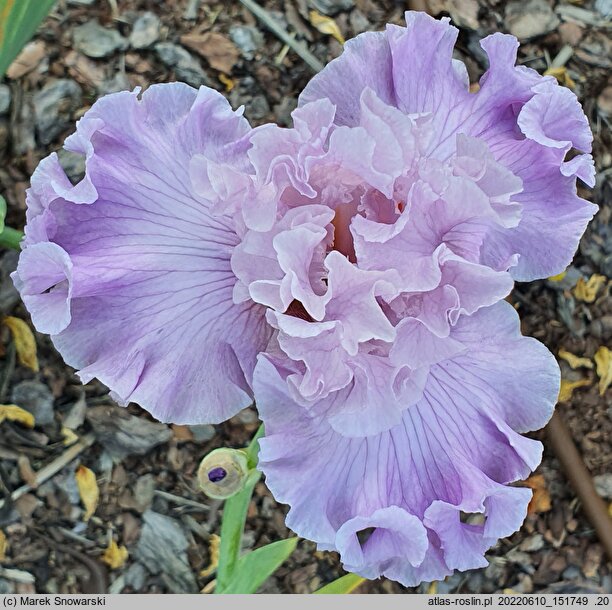 Iris hort. Natchnienie