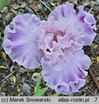 Iris hort. Natchnienie
