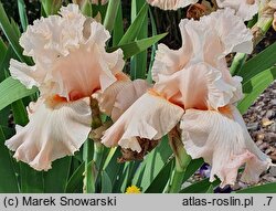Iris hort. Nadzieja