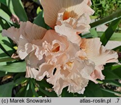 Iris hort. Nadzieja