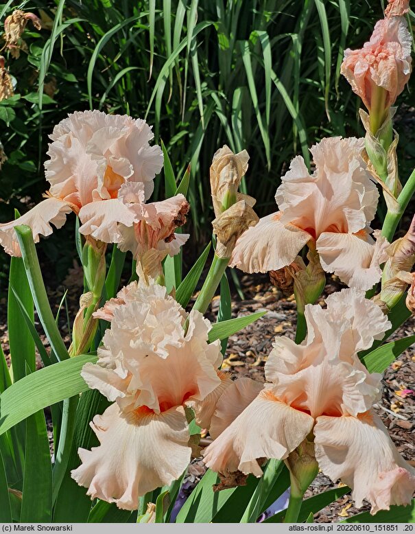 Iris hort. Nadzieja