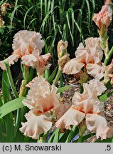 Iris hort. Nadzieja