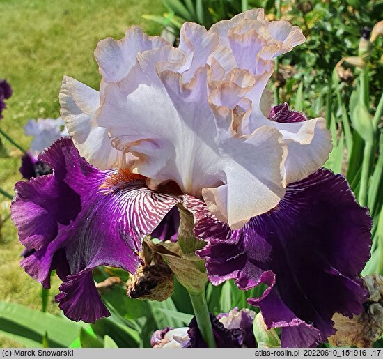 Iris hort. Senne Marzenie
