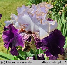 Iris hort. Senne Marzenie
