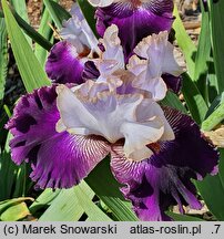 Iris hort. Senne Marzenie