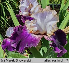 Iris hort. Senne Marzenie
