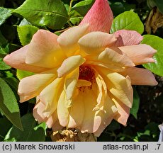 Rosa hort. Polina