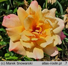 Rosa hort. Polina
