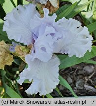 Iris hort. Cyrkon