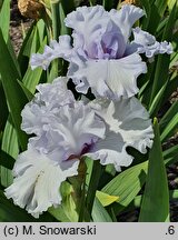 Iris hort. Cyrkon