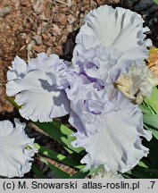 Iris hort. Cyrkon
