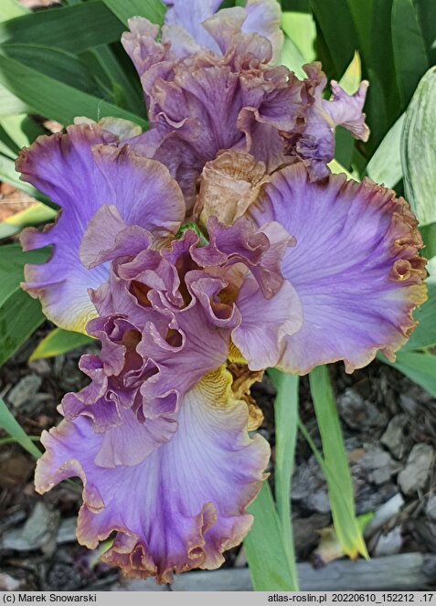 Iris hort. Kokieter
