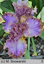 Iris hort. Kokieter