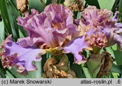 Iris hort. Kokieter