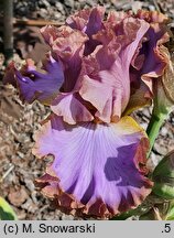 Iris hort. Kokieter