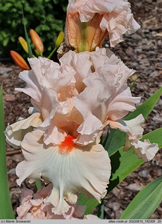 Iris hort. Różowy Koralik