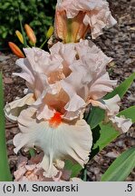 Iris hort. Różowy Koralik