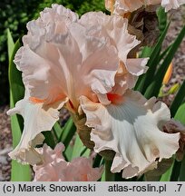 Iris hort. Różowy Koralik