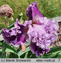Iris hort. Ogrodowa Sonata