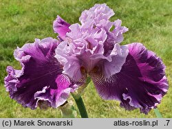 Iris hort. Ogrodowa Sonata