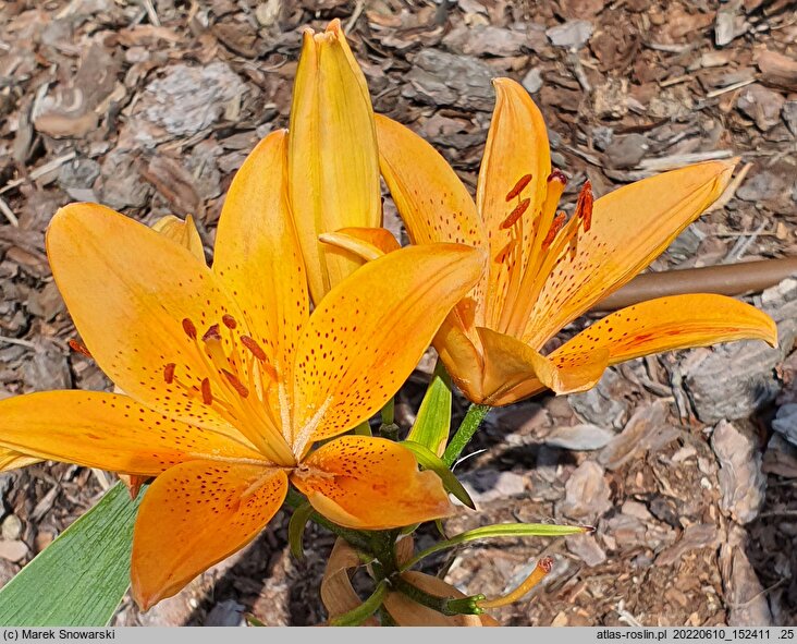 Lilium Prima