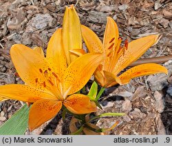 Lilium Prima