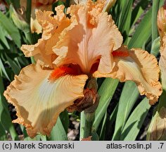 Iris hort. Słowianin