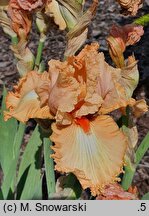 Iris hort. Słowianin