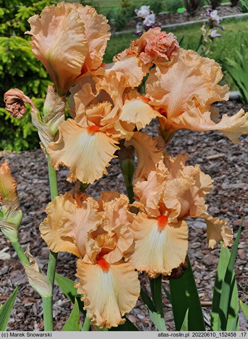 Iris hort. Słowianin