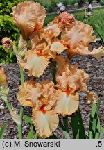 Iris hort. Słowianin
