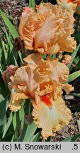 Iris hort. Słowianin