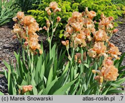 Iris hort. Słowianin