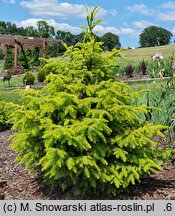 Picea omorika Wolski Gold