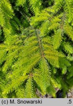 Picea omorika Wolski Gold