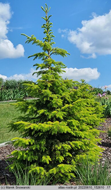 Picea omorika Wolski Gold