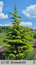 Picea omorika Wolski Gold