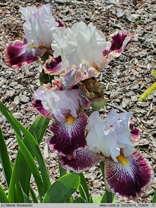 Iris hort. Kotylion
