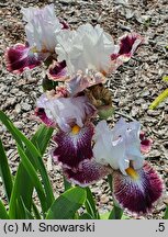 Iris hort. Kotylion