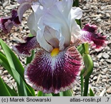 Iris hort. Kotylion