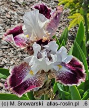 Iris hort. Kotylion