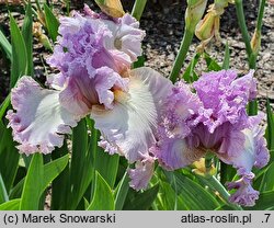 Iris hort. Majowy Sen