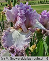 Iris hort. Majowy Sen